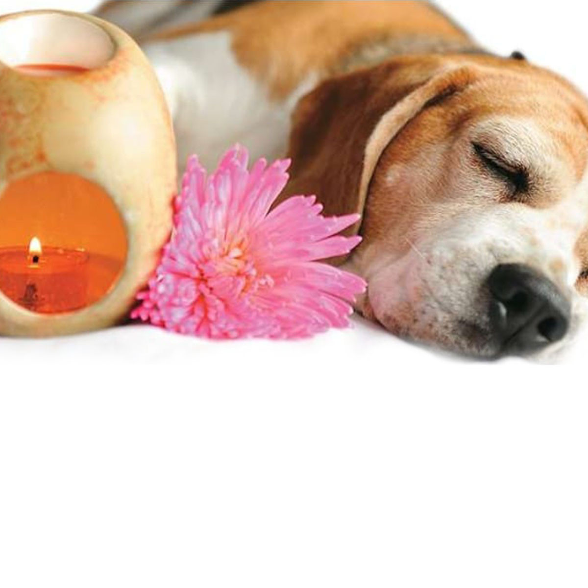 repollo Nebu facultativo Curso Online en aromateraia aplicada a tu perro